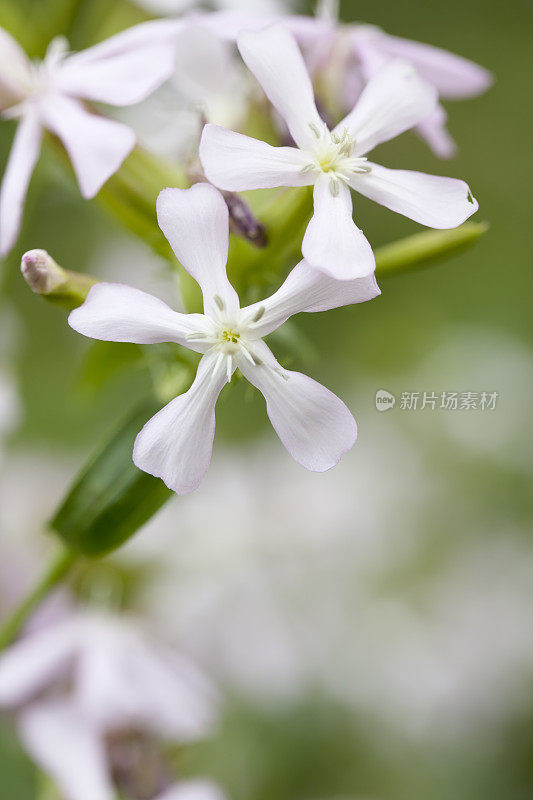 肥皂草(Saponaria officinalis)